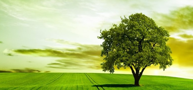 Nature scene with willow trees
